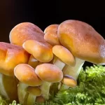 How to Gather Mushrooms and Where to Look for the Finest Mushrooms