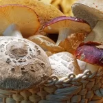 Picking Mushrooms – How to Find the Best Mushrooms