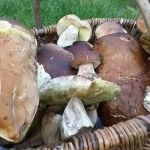 Various Mushroom Varieties