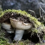 Choosing Mushrooms – How to Choose the Best Mushrooms